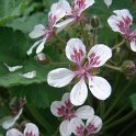 Erodium pelargonifolium